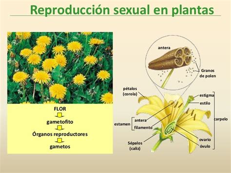 Sexual Plantas