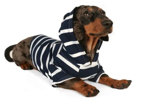 Dachshund Clothes That Actually Fit Dachshund Central