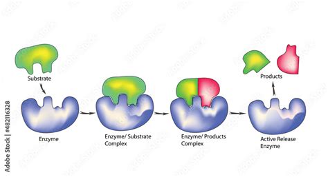 Enzymatic Substrates Reaction And Separation Process In Biochemistry