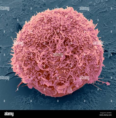 Mesenchymal Stem Cell Coloured Scanning Electron Micrograph Sem Of A