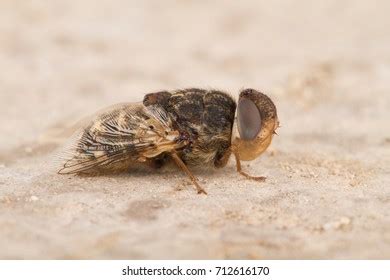 The Sheep Fly Images Stock Photos Vectors Shutterstock