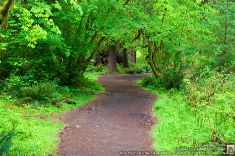 Hoh Rain Forest Forks Washington May 2010 028a Flickr