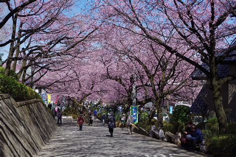 密蔵院の安行桜 アクアマリン天然水