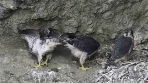 Juvenile Peregrine Falcons Youtube