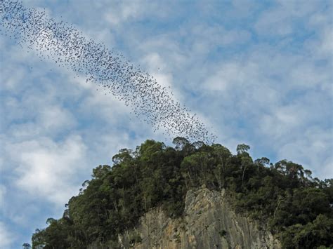 Spot Bats With A Tour In Mulu Caves Wapiti Travel