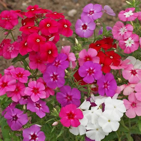 Phlox Drummondii Seeds