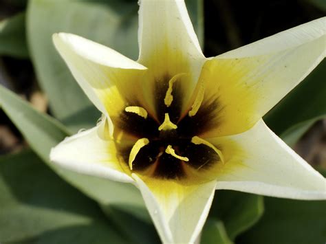 Images Gratuites Fleur P Tale Tulipe Macro Botanique Jaune