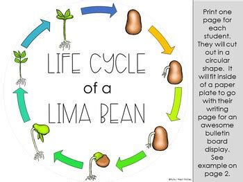 Life Cycle Of A Lima Bean Science Unit Lesson Activities Comp Passages