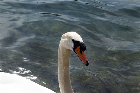 Swan Beak Bird White - Free photo on Pixabay - Pixabay