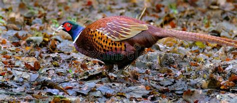 Male Pheasant Feeding In Woodland In Winter Stock Photo Image Of