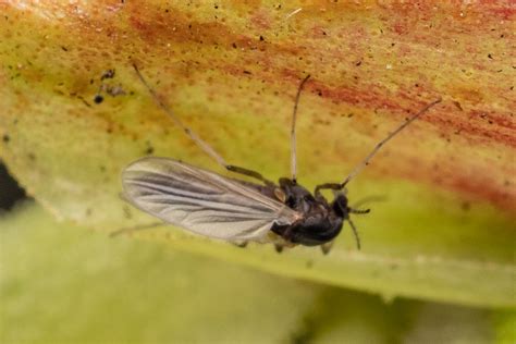 Orthocladiinae In February By Alan Yoshioka Inaturalist