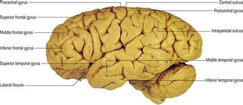 Lateral View Of The Brain Shows The Lobes And The Major Fissures Of The