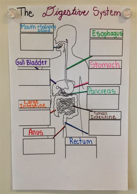 Digestive System Experiments Th Grade