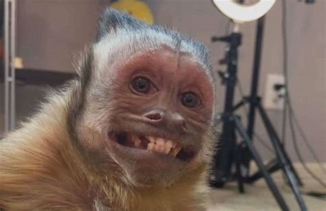 Macacos aves e até répteis são os novos reis dos memes na internet