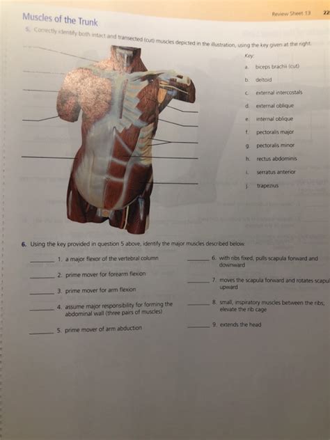 Muscular System Cheat Sheet