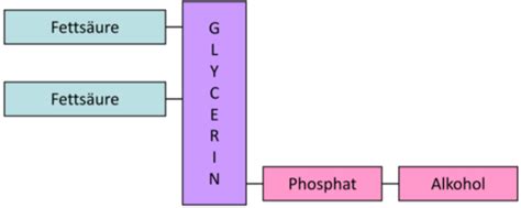 Lipide Und Membranen Flashcards Quizlet