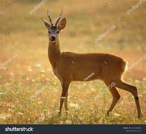 Young Cute Roe Deer Buck His Stock Photo 2193148049 Shutterstock