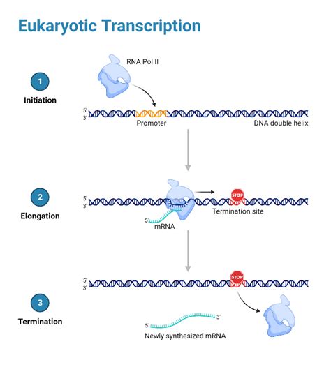 Eukaryotic Transcription | BioRender Science Templates