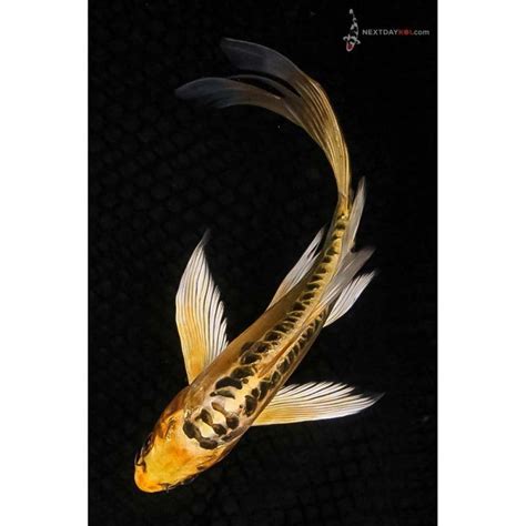 8” Doitsu Ki Matsuba Butterfly Koi Koi Fish For Sale Butterfly Koi