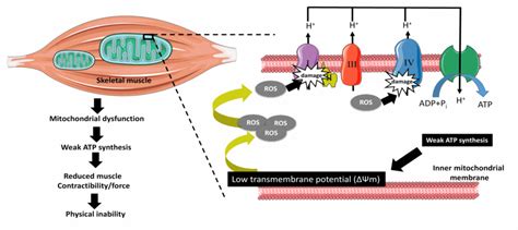 Mitochondrial Dysfunction In Wasted Muscles Download Scientific Diagram