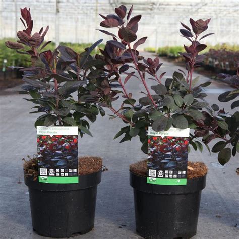 Cotinus Coggygria Royal Purple Buy Plants At Coolplants