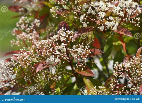 Photinia Red Robin stock photo. Image of botany, green - 274880632