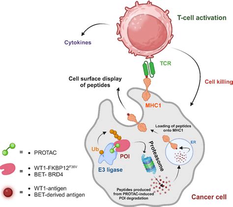 Targeted Protein Degradation Tpd For Immunotherapy Understanding Proteolysis Targeting