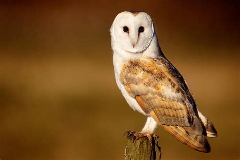 Owls In Arizona: 13 Species Identification, Facts, Pictures