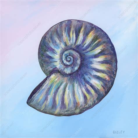 Iridescent Fossil Ammonite Illustration Stock Image C