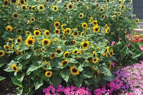 Plant Resiliency Put To The Test Greenhouse CanadaGreenhouse Canada