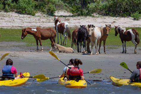 Desde Chincoteague Excursión guiada en kayak a la isla Assateague