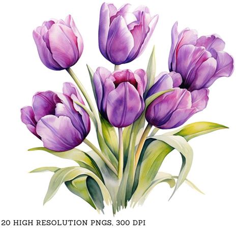 Watercolor Purple Tulips Clipart Pack Pngs Beautiful Summer Spring