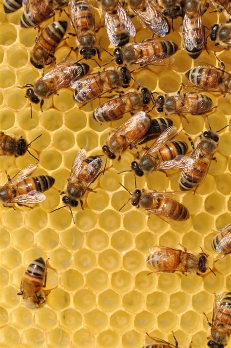 How Do Honey Bees Make Beeswax