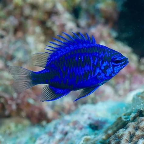 The Blue Damselfish: A Vibrant Jewel of the Coral Reef | WorldWeet