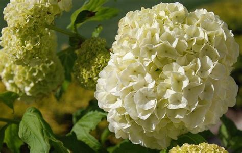 Buske Med Hvide Blomster Til Den Danske Have