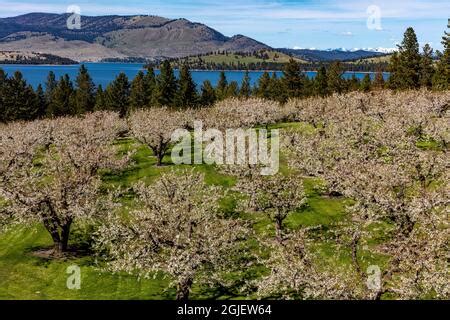 Flathead cherry trees blossom along Flathead Lake near Polson Montana ...