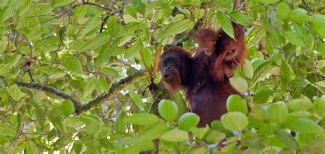 Orangutan with baby | Good Nature Travel Blog