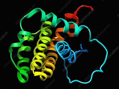 Human Anti Apoptotic Protein Bcl Illustration Stock Image C