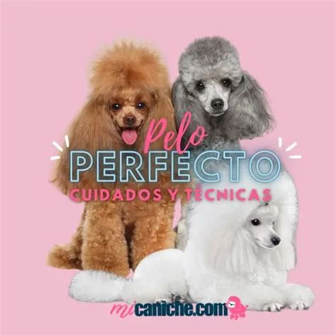 Descubre técnicas eficaces para cuidar el pelaje de tu caniche toy Mi