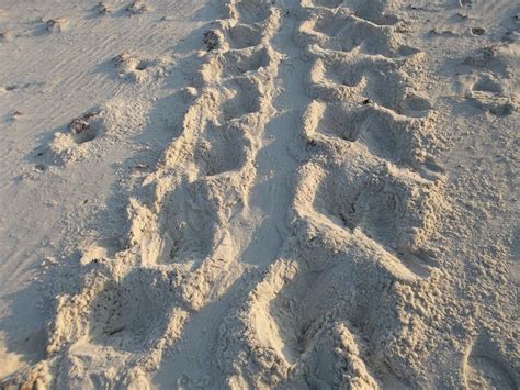 Tracking Sea Turtles Tyndall Air Force Base Article Display