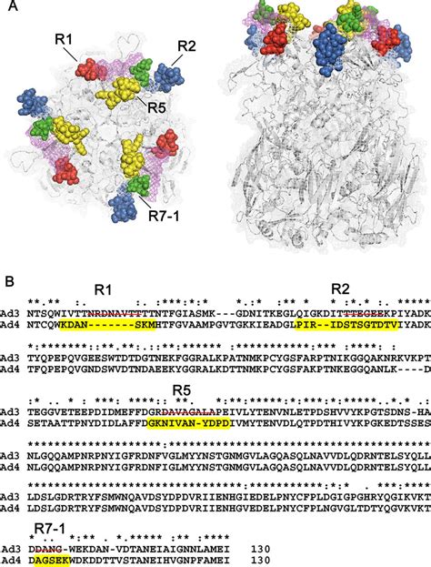 Molecular Modeling And Neutralizing Epitope Prediction For The HAdV 4