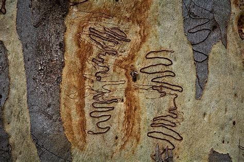 Scribbly Gum Art E Photograph by Peter Kneen - Fine Art America