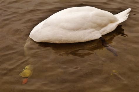 Kostenlose Foto Wasser Natur Vogel Wei See Tier Tierwelt