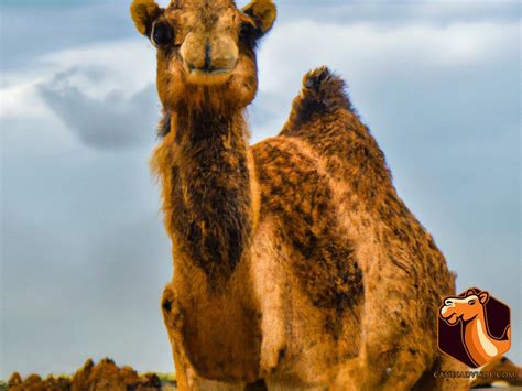 Misconceptions about Camel Behavior and Communication