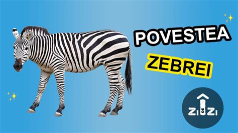 Zebra pentru copii Aflați totul despre Zebre Lumea Animalelor YouTube