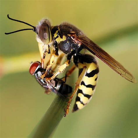 Yellow Jacket Wasps - Wasps & Hornets - Common Pests Directory - Olde English Pest Control