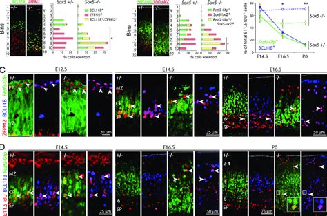 Postmigratory Downregulation Of Fezf2 And BCL11B In SP And L6 Neurons