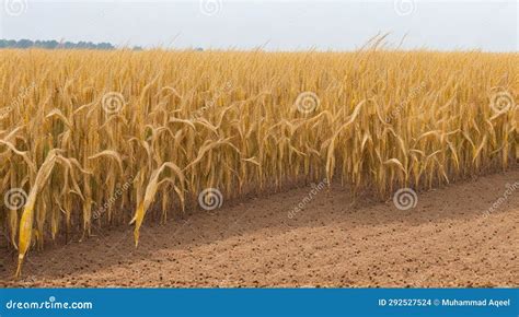 Global Food Crisis Concept Food Crisis Words On Wooden Cubes With