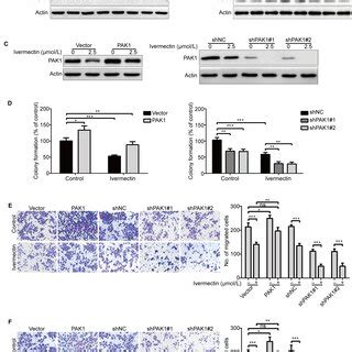 Ivermectin Suppresses Cell Growth Migration And Invasion Through