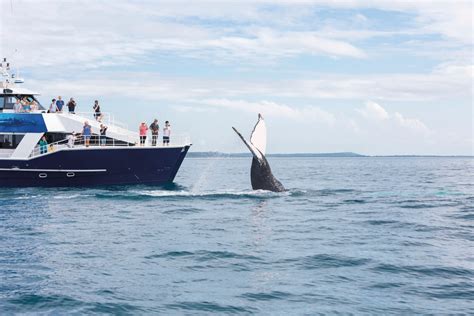 Whale Watching In Hervey Bay Which Tour To Book Queensland